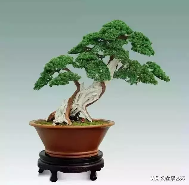 大師級別的盆景,骨子裏的優雅!