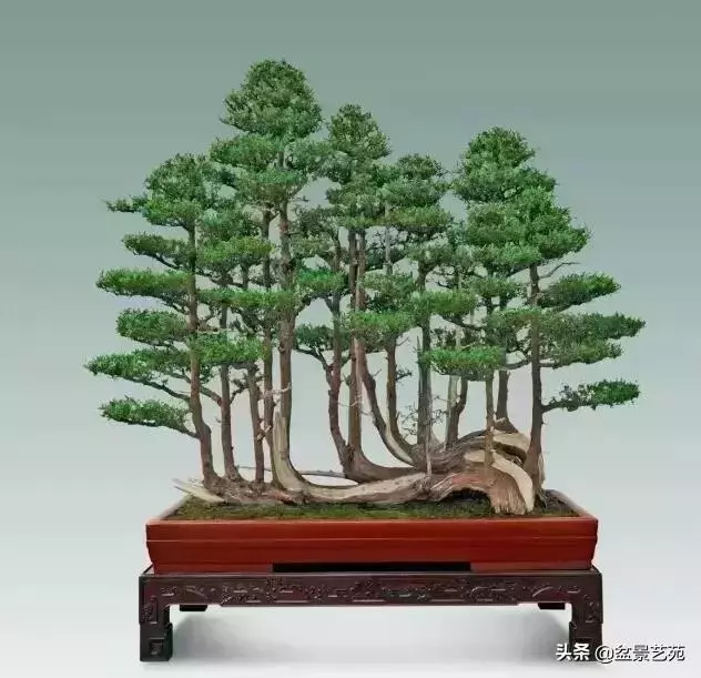 大師級別的盆景,骨子裏的優雅!