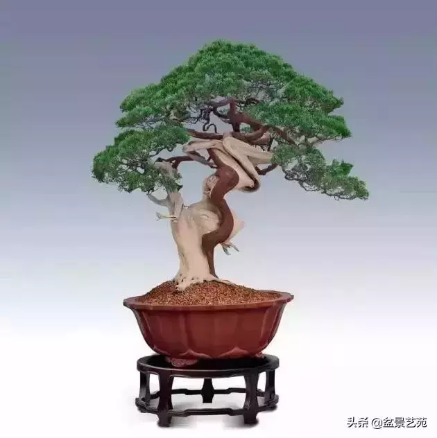 大師級別的盆景,骨子裏的優雅!