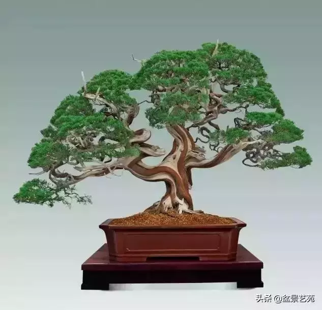 大師級別的盆景,骨子裏的優雅!