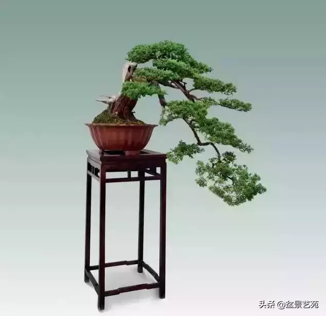 大師級別的盆景,骨子裏的優雅!