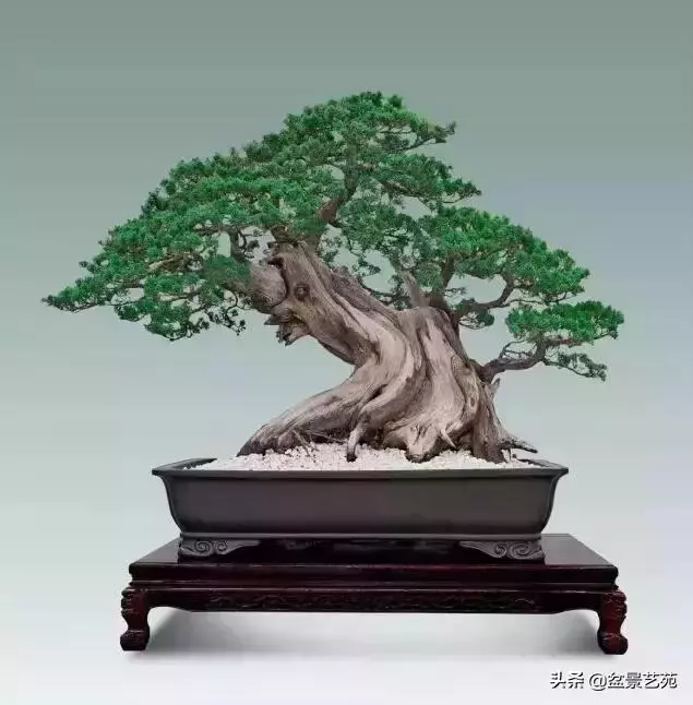 大師級別的盆景,骨子裏的優雅!