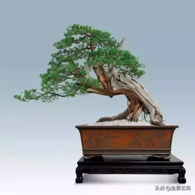 大師級別的盆景,骨子裏的優雅!