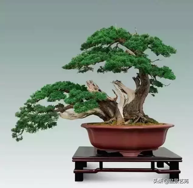 大師級別的盆景,骨子裏的優雅!