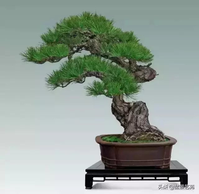 大師級別的盆景,骨子裏的優雅!