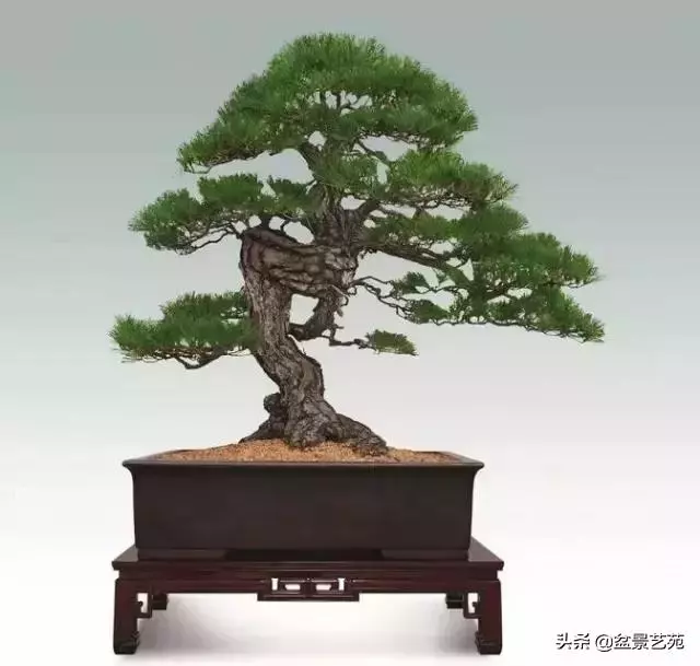 大師級別的盆景,骨子裏的優雅!