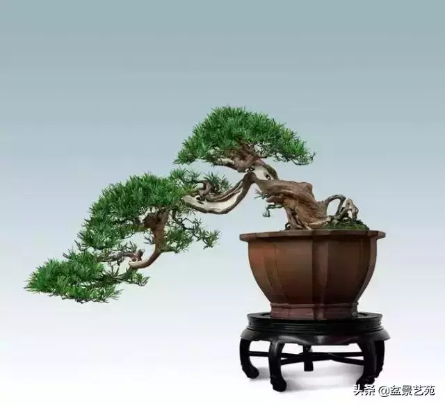大師級別的盆景,骨子裏的優雅!