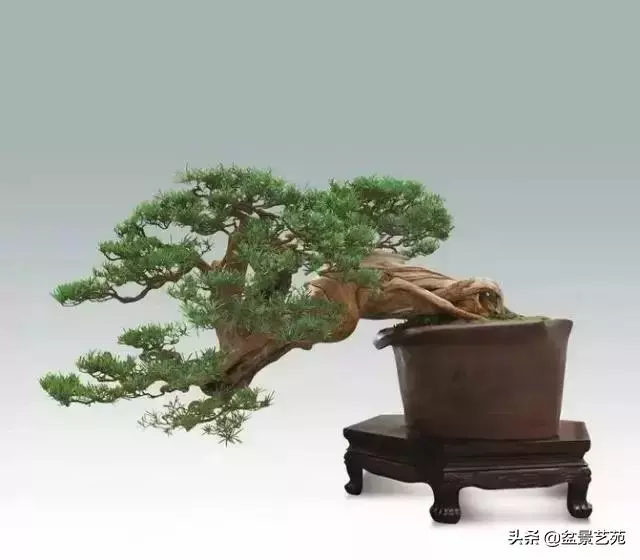 大師級別的盆景,骨子裏的優雅!
