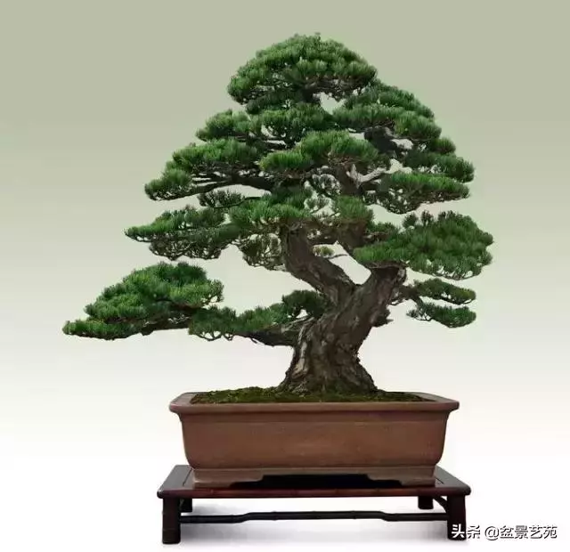 大師級別的盆景,骨子裏的優雅!