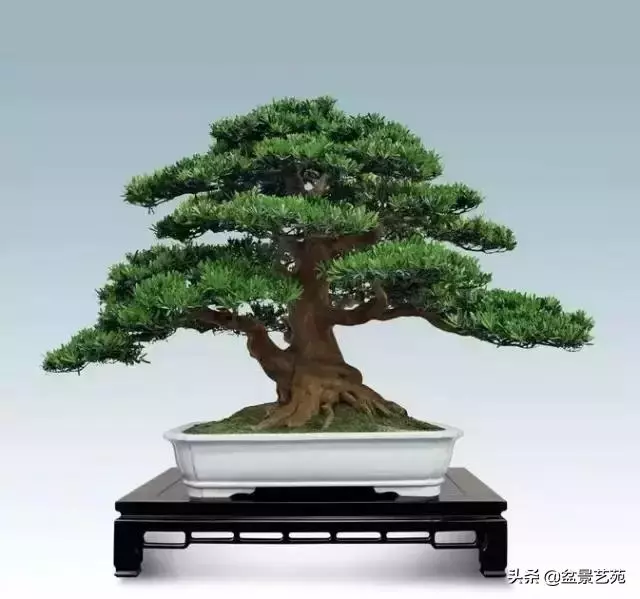 大師級別的盆景,骨子裏的優雅!