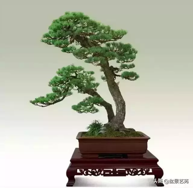 大師級別的盆景,骨子裏的優雅!