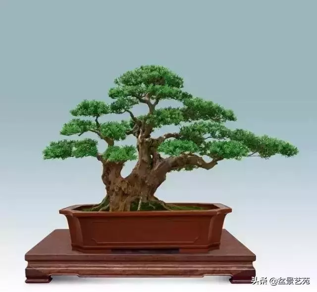 大師級別的盆景,骨子裏的優雅!