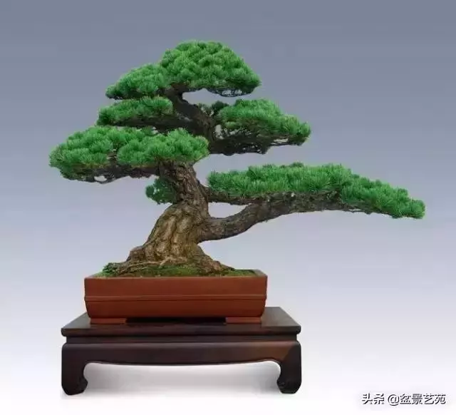 大師級別的盆景,骨子裏的優雅!