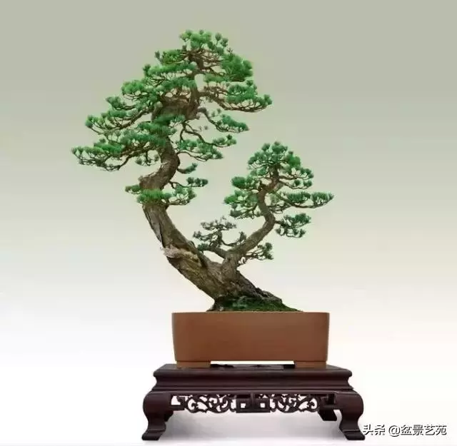 大師級別的盆景,骨子裏的優雅!