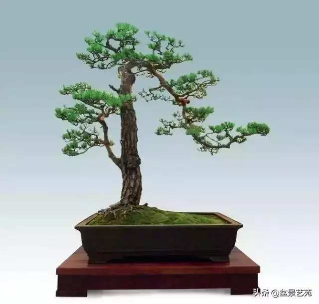 大師級別的盆景,骨子裏的優雅!