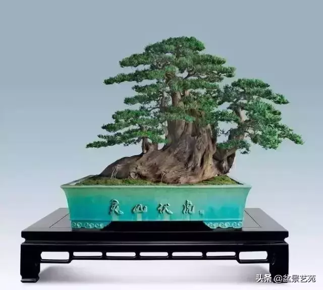 大師級別的盆景,骨子裏的優雅!
