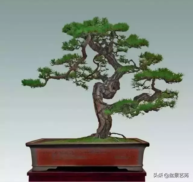 大師級別的盆景,骨子裏的優雅!