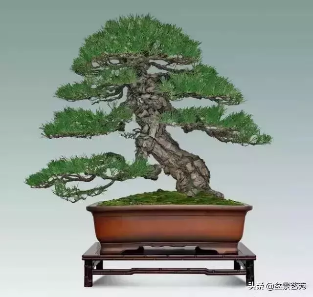 大師級別的盆景,骨子裏的優雅!