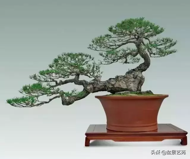 大師級別的盆景,骨子裏的優雅!