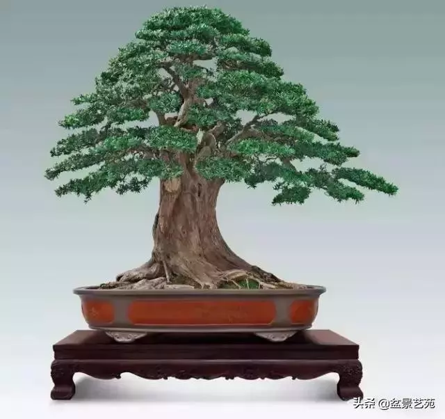 大師級別的盆景,骨子裏的優雅!