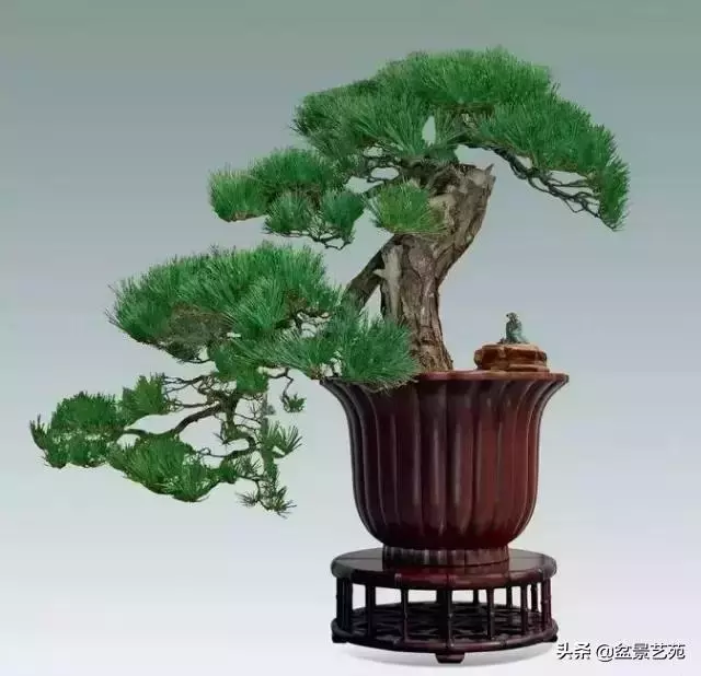 大師級別的盆景,骨子裏的優雅!
