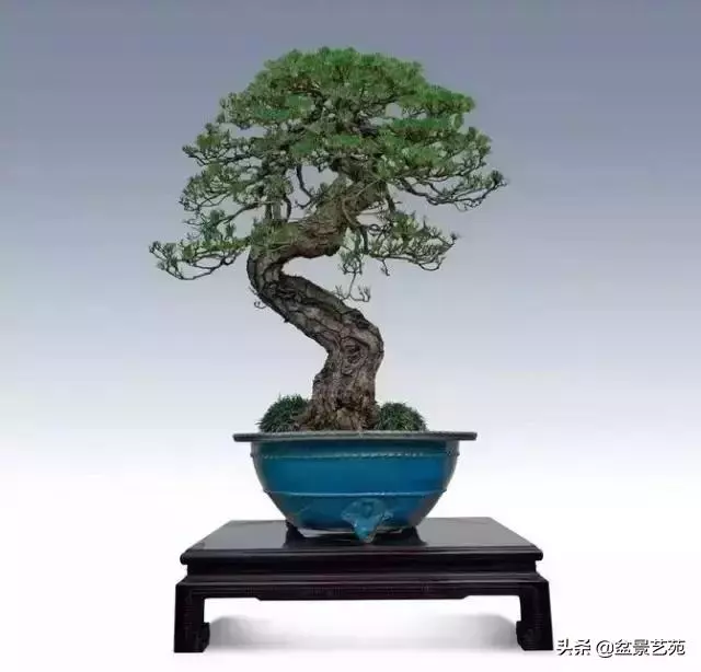 大師級別的盆景,骨子裏的優雅!