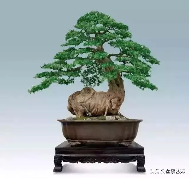 大師級別的盆景,骨子裏的優雅!