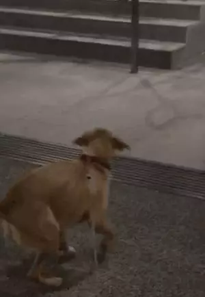 養一隻有缺陷的狗狗,需要多大的勇氣?