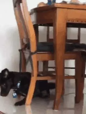 養一隻有缺陷的狗狗,需要多大的勇氣?