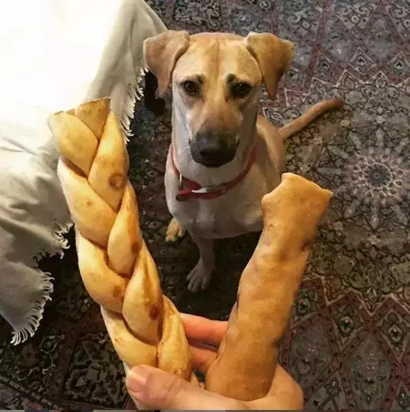 養一隻有缺陷的狗狗,需要多大的勇氣?