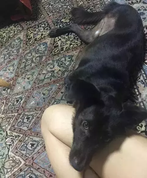 養一隻有缺陷的狗狗,需要多大的勇氣?