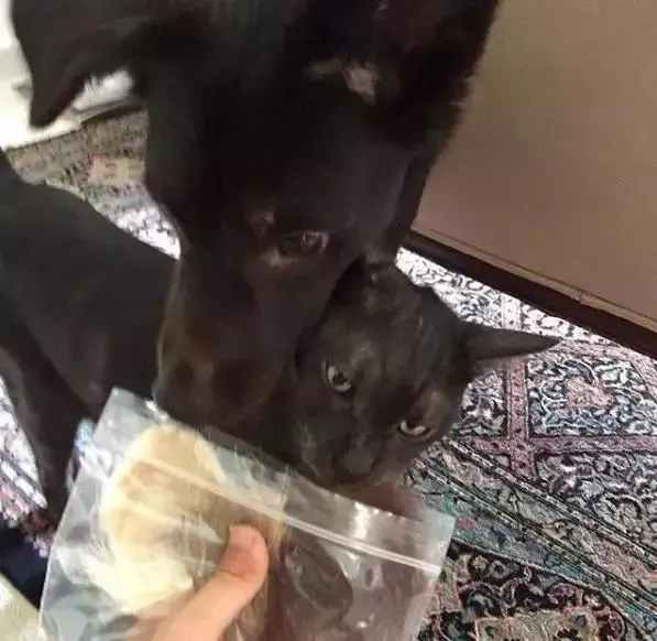 養一隻有缺陷的狗狗,需要多大的勇氣?