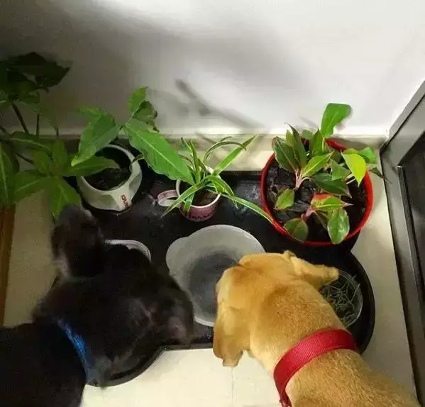 養一隻有缺陷的狗狗,需要多大的勇氣?