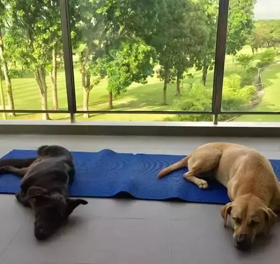 養一隻有缺陷的狗狗,需要多大的勇氣?