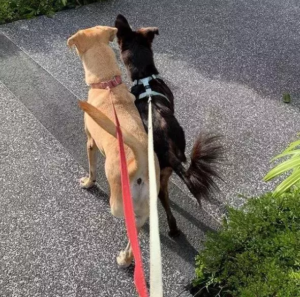 養一隻有缺陷的狗狗,需要多大的勇氣?