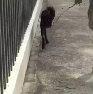 養一隻有缺陷的狗狗,需要多大的勇氣?