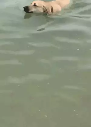 養一隻有缺陷的狗狗,需要多大的勇氣?