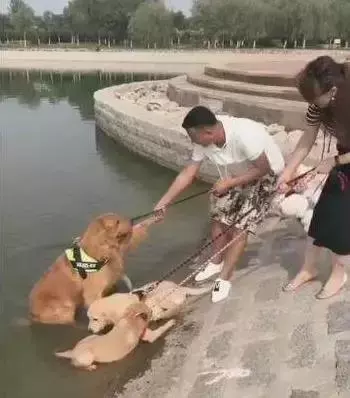 去游泳狗狗死活不願意上岸,這麼愛水上輩子怕是條美人魚啊