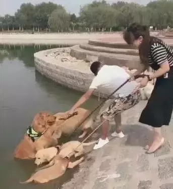 去游泳狗狗死活不願意上岸,這麼愛水上輩子怕是條美人魚啊