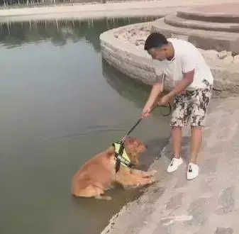 去游泳狗狗死活不願意上岸,這麼愛水上輩子怕是條美人魚啊