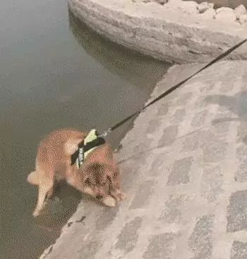去游泳狗狗死活不願意上岸,這麼愛水上輩子怕是條美人魚啊