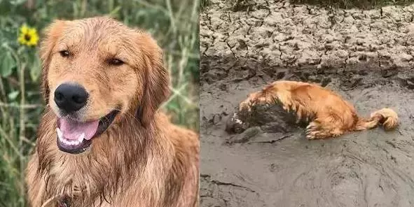 去游泳狗狗死活不願意上岸,這麼愛水上輩子怕是條美人魚啊