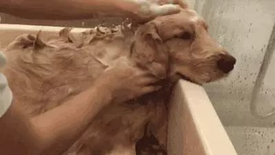 去游泳狗狗死活不願意上岸,這麼愛水上輩子怕是條美人魚啊