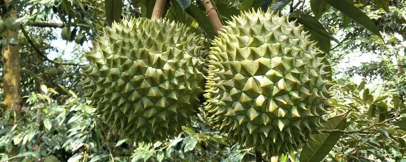 榴槤怎麼種 榴槤種植方法與注意事項