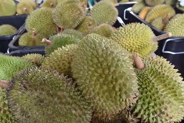 榴槤怎麼種 榴槤種植方法與注意事項