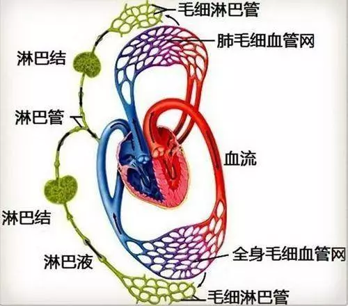 人體三處淋巴決定老年人健康,學會淋巴按摩,隨時隨地能救命