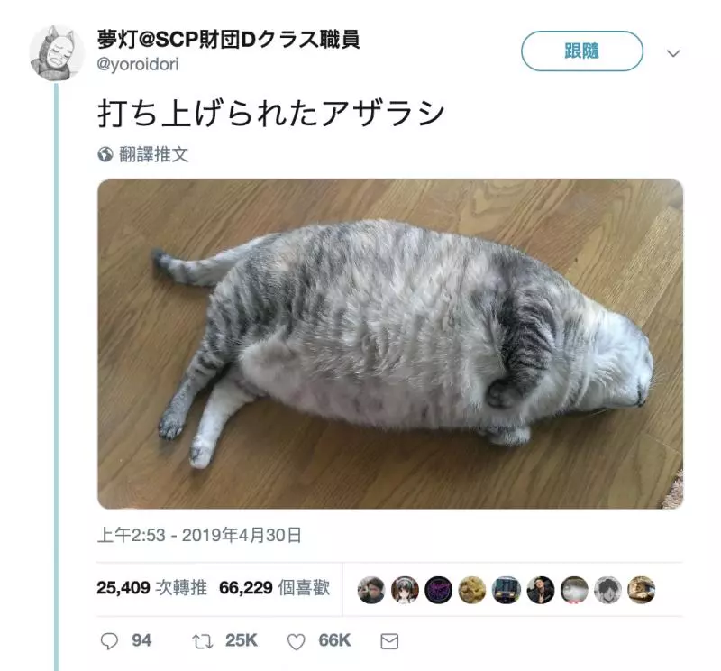 家裡出現新品種海豹? 正面曝光網笑翻:只看臉明明是瘦子~