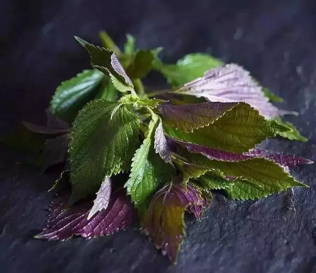臺灣鄉下四種野菜雜草,隨處可見,比人蔘鹿茸功效好,多吃驅濕氣還能治病