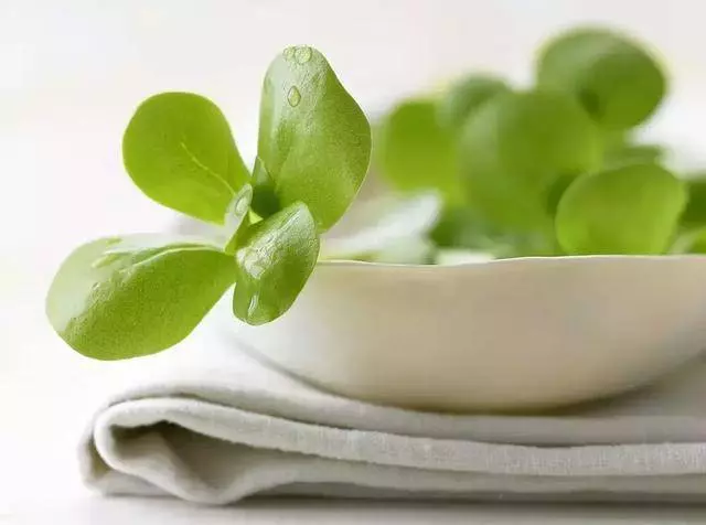 臺灣鄉下四種野菜雜草,隨處可見,比人蔘鹿茸功效好,多吃驅濕氣還能治病