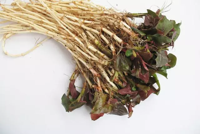 臺灣鄉下四種野菜雜草,隨處可見,比人蔘鹿茸功效好,多吃驅濕氣還能治病